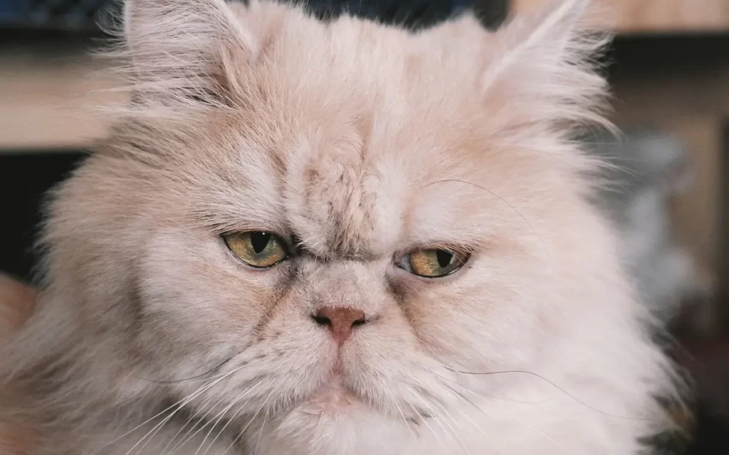 Persian Cat