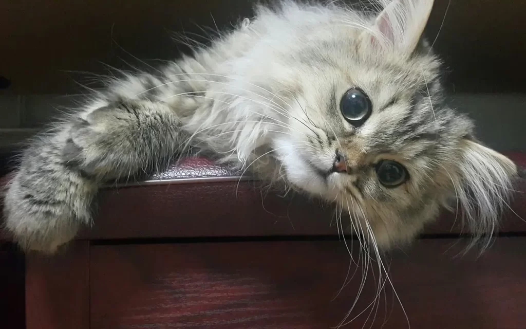 Persian Cat White Gray